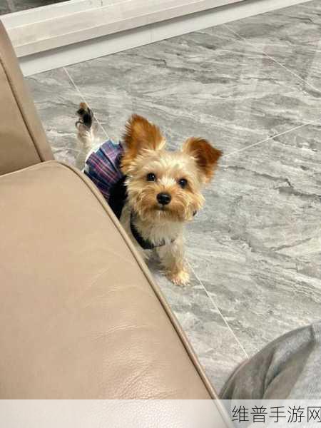 女孩在闺房把处女之身献给公狗有怀不孕风险么？：宠物互动：少女饲养宠物需要注意哪些健康隐患？【专题】