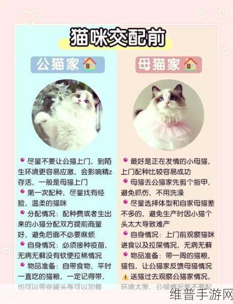 猫咪公寓 2 亲家选择秘籍,打造最佳萌宠家族