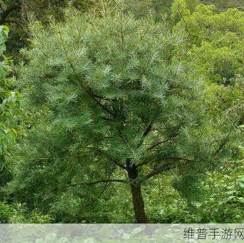 幻塔手游攻略，松油嫩鱼面制作与食谱材料获取全解析