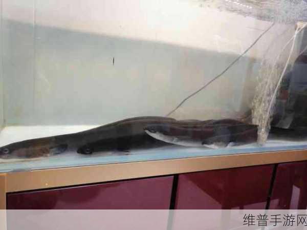 人鳗原型真实事件：人鳗怪兽背后的真实故事：一场生存与身份的挣扎