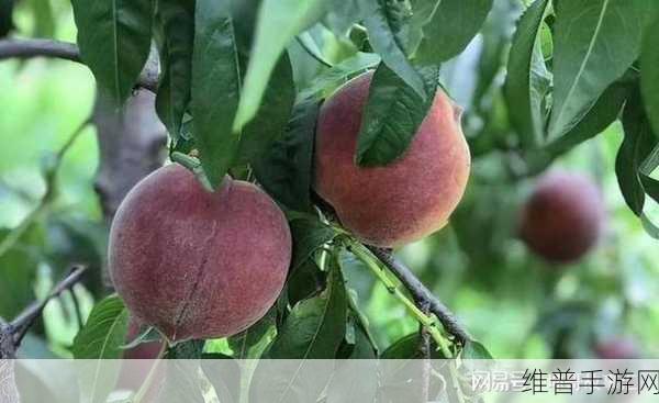 坤操桃子：桃子丰收季节，拓展坤操尽显活力与热情