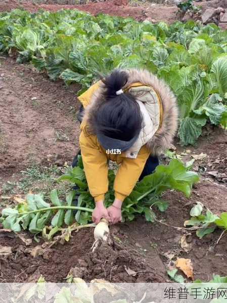 拔萝卜不盖被子打扑克：在寒风中拼搏：拔萝卜、打扑克和温暖的被子