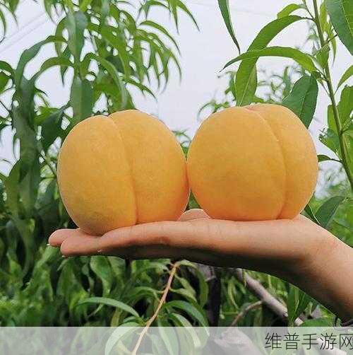 精美日产nv二线三线水蜜桃：精美日产NV二线三线水蜜桃，品质与口感双重享受！