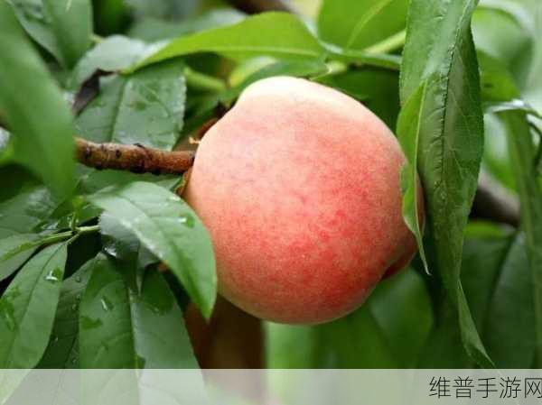 精美日产nv二线三线水蜜桃：精美日产NV二线三线水蜜桃，品质与口感双重享受！