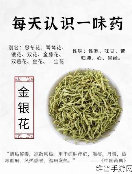 银色器物TXL金银花：银色器物的魅力与金银花的灵动之美