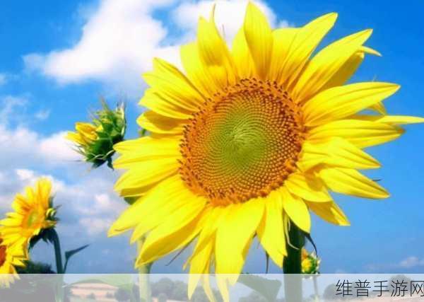 向日葵视频据店长统计：向日葵视频：全新精彩内容，带你领略不一样的视界体验！