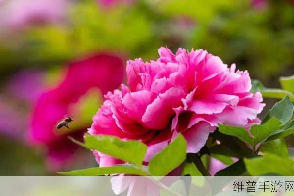 国色天香一区二区无卡顿：畅享国色天香，流畅无卡顿的极致体验之旅