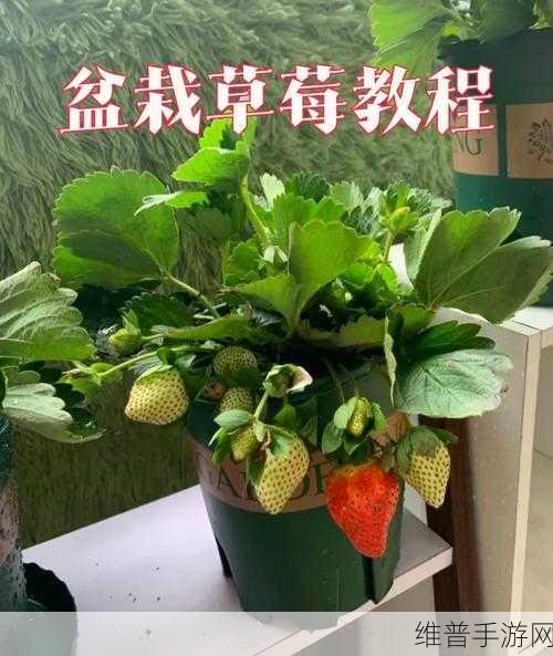 草莓搔片视频：草莓搔片制作教程：轻松学会美味甜点秘诀！