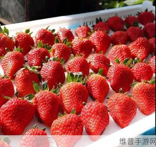 草莓视频高清：畅享高清草莓视频，尽情体验视听盛宴！