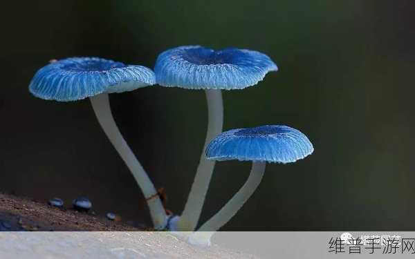 蘑菇视频红色logo纯黑色背景：探索蘑菇视频：红色logo与黑色背景的视觉奇观