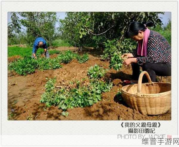 儿子耕了母亲的地：儿子继承母亲的土地，开启新的耕作篇章