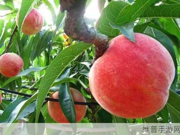 昆昆嗟桃子：品味昆昆嗟桃子：寻觅自然之美与乡愁的滋味
