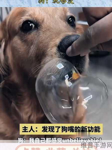 ZOOMSERVO兽狗最新版本介绍：全新ZOOMSERVO兽狗版本深度解析及功能亮点介绍