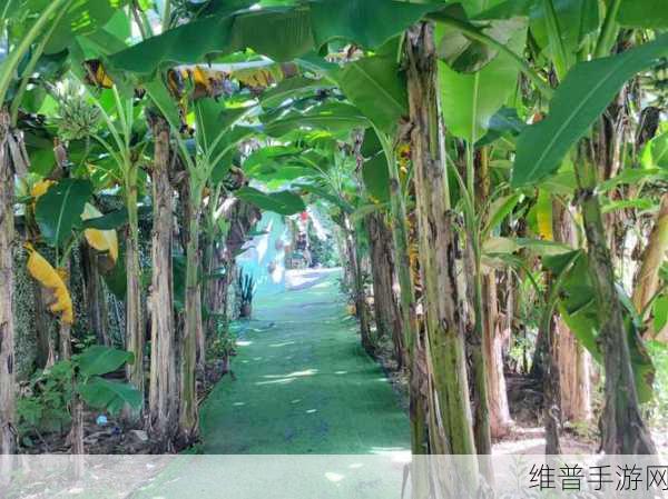香蕉视频2：香蕉视频2：畅享无限精彩与乐趣的全新视界