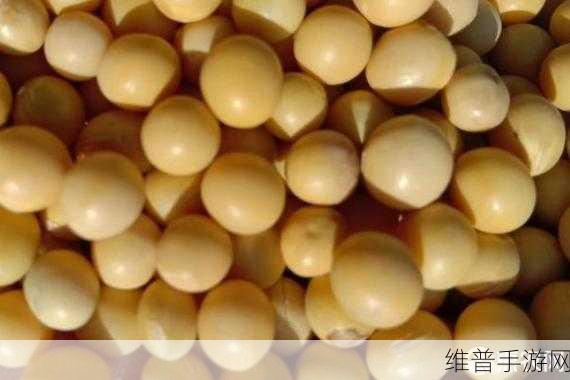 欧美性精品处破系列大豆行情：欧美性精品市场新动向：大豆行情全面拓展分析
