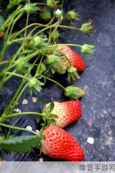 x草莓视频：探索新视角：草莓视频带你领略多彩世界的精彩瞬间！