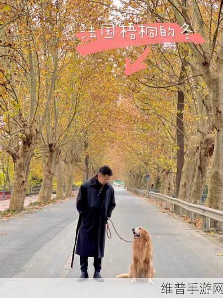 糖心柚子猫：甜蜜如糖的心灵陪伴，柚子猫带来的温暖时光。