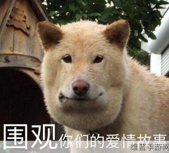 吃瓜17：围观奇闻趣事：吃瓜17的全新解读与分享