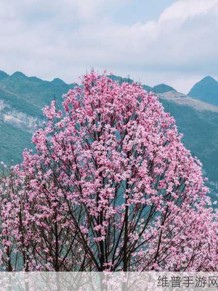 粉色苏州晶体sio粉色：探索粉色苏州晶体SiO的独特魅力与应用前景