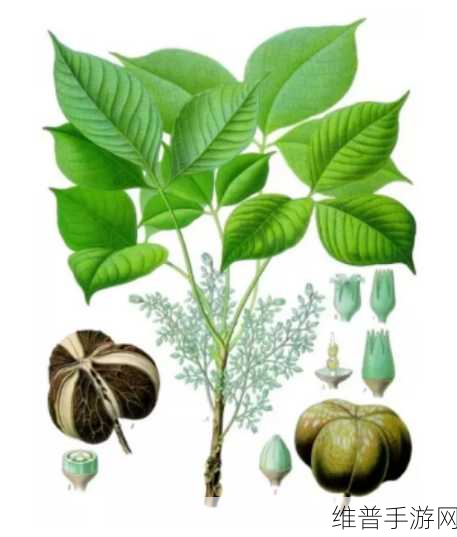 水乳交融与如胶似漆的区别和联系：水乳交融与如胶似漆的异同探讨与联系解析