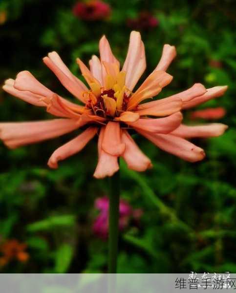 野花社区在线:探索野花社区在线:发现自然之美与生活的乐趣