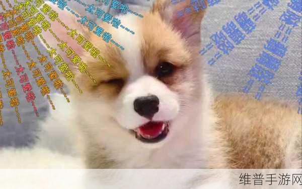 AAAA级毛皮最火的一句狗：探索AAAA级毛皮的魅力，带你领略宠物时尚新风潮！