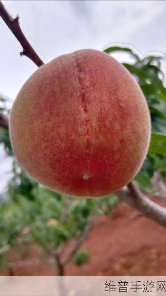 坤坤寒进桃子里嗟嗟嗟：坤坤寒夜独自品桃子，感悟生活中的甜与苦