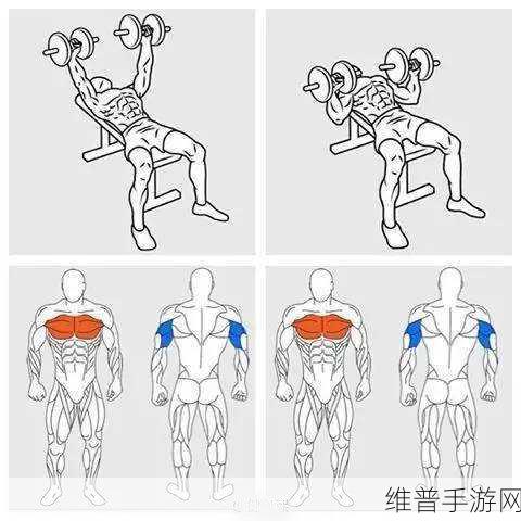 肌肌桶肌肌:肌肉训练的全面指南:如何有效拓展你的肌肉量与力量