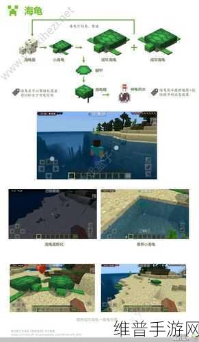 我的世界手游攻略，深入探索海草的奥秘