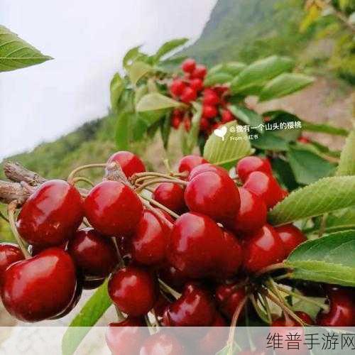 樱桃网在线免费观看：畅享樱桃网：随时在线观看热门影视作品大集合