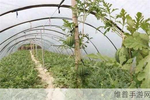 海角吃瓜：海角盛夏，瓜香四溢，共享清凉美食时光！