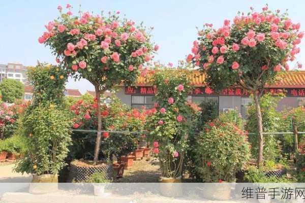 怎么引导老公亲花园：如何巧妙引导老公共同参与花园养护活动