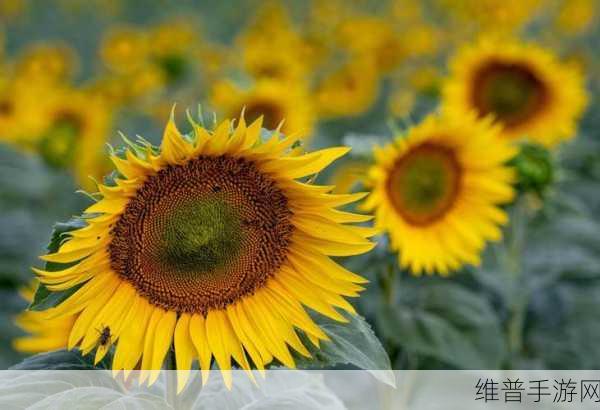 向日葵站长统计2022：全面分析2022年向日葵站长统计数据及趋势探讨