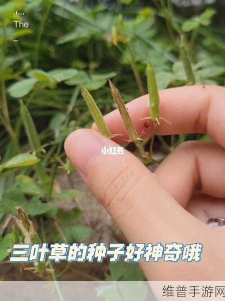 三叶草m欧洲码和天堂：拓展三叶草：探索欧洲码与天堂的神秘交汇