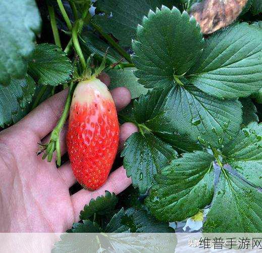 草莓视频.xyz：探索草莓视频.xyz的精彩世界，畅享无限视听盛宴！