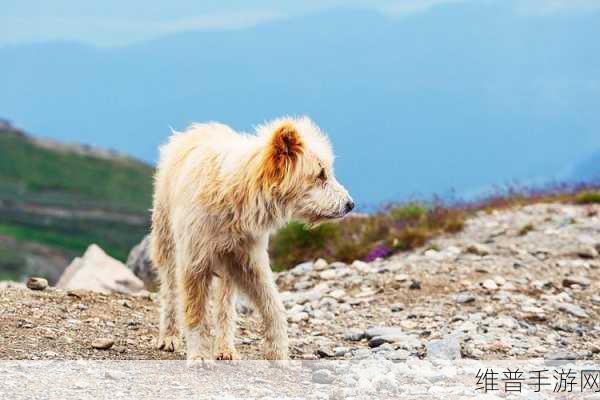 牧场ZOOMSERVO兽狗购买：拓展牧场ZOOMSERVO兽狗：提升养殖效率的新选择
