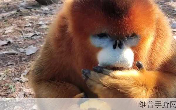 猎奇吃瓜不打烊：猎奇吃瓜不停歇，带你探寻生活的惊喜与趣味