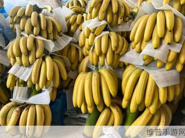 香蕉视频abb成人：探索香蕉视频：全新成人内容的无限可能性与乐趣