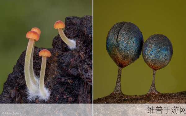 17c独家爆料黑料蘑菇：17c独家揭秘：黑料蘑菇背后的惊人真相与秘密！