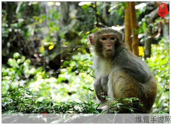 二人生猴子全程不盖被子真实：二人共度无被子夜，猴子嬉戏全程记录