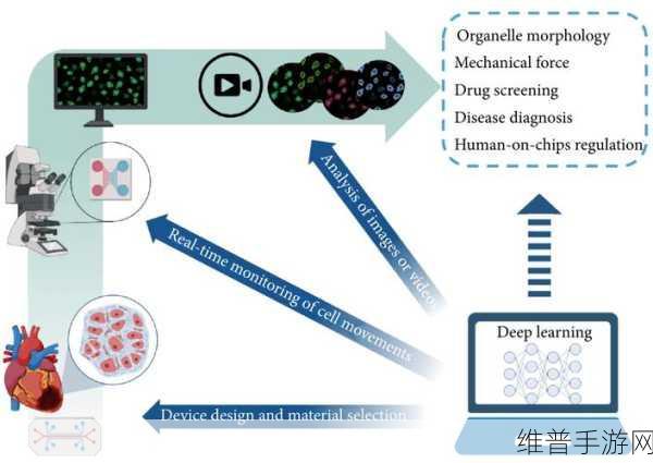 蛛魔几丁质：探索蛛魔几丁质的生物特性与应用前景研究