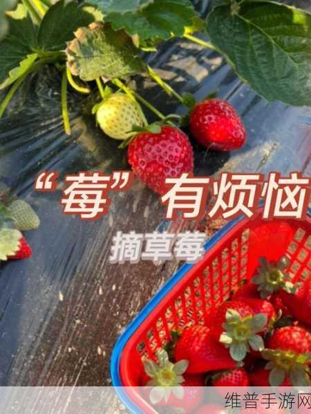 草莓视频有容乃大:草莓视频:包容万象,精彩无限的视听盛宴
