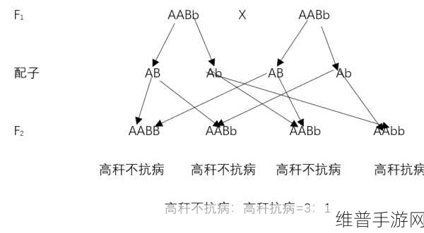 AABB和AAAA级有什么区别：AABB与AAAA级别的区别解析及其应用场景探讨