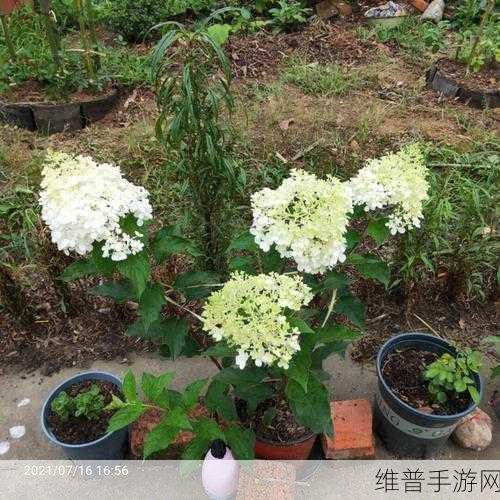香草传媒：探索香草传媒的无限可能，打造创意新境界！