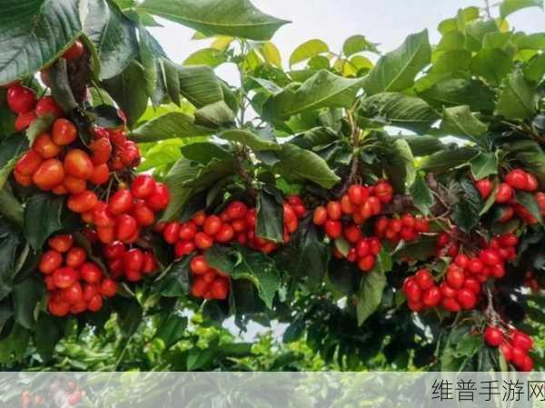 樱桃免费：拓展樱桃，给你无限可能的美味享受与创意灵感！