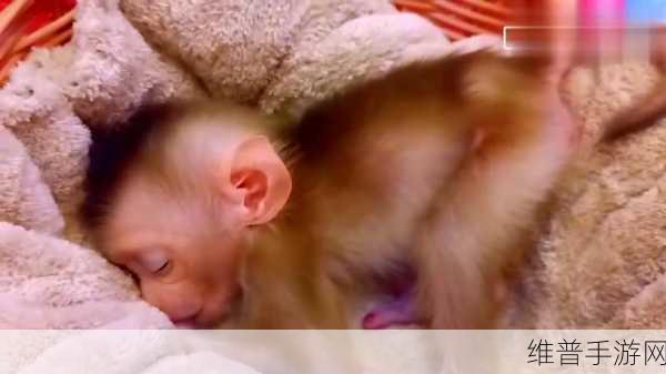 二人生猴子全程不盖被子图片大全：探索二人生活：无被子猴子的趣味瞬间与心灵碰撞