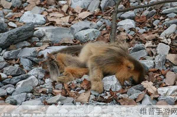 二人生猴子全程不盖被子图片大全：探索二人生活：无被子猴子的趣味瞬间与心灵碰撞