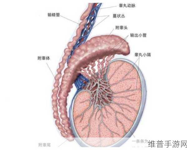 警察睾丸被注入高能缩小剂：警察因意外注入高能缩小剂引发的奇幻冒险