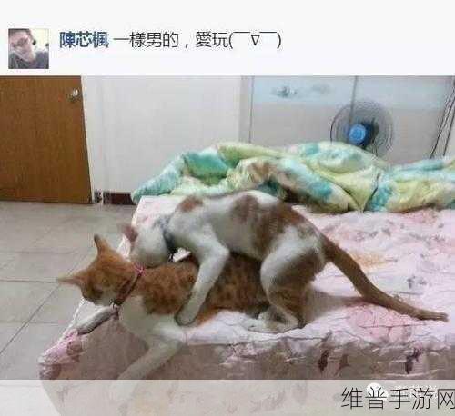 搞基10分钟time恶心：十分钟内探讨搞基现象的社会认知与个人体验