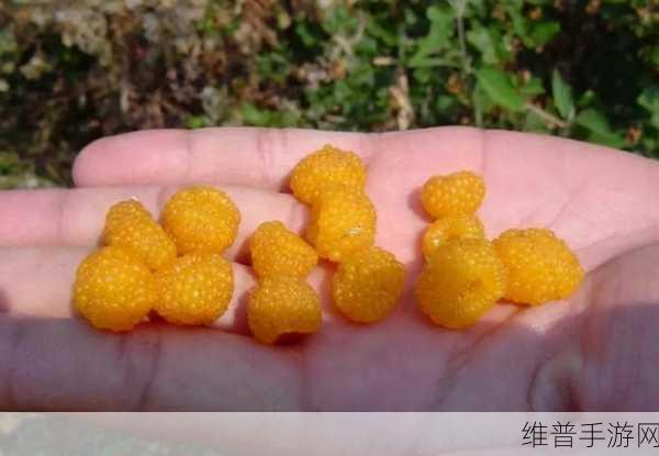黄草莓视频：探索黄草莓的魅力：甜蜜与健康同行的新体验